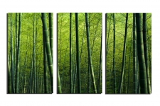 Bamboo-forest