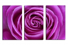 Purple-Rose