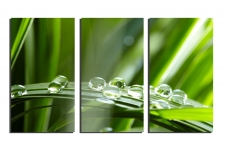 Water-drops-on-leaf